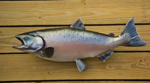 INSHORE COLLECTION - Salmon - The Fish Mount Store