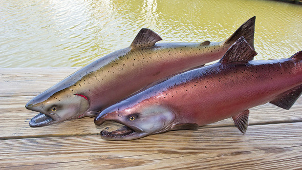 FRESHWATER - Salmon and Trout - Page 1 - The Fish Mount Store
