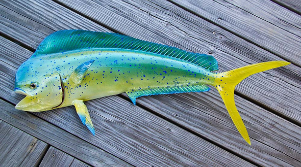 LED Mahi Mahi Light Up Multi Media Fish Mount