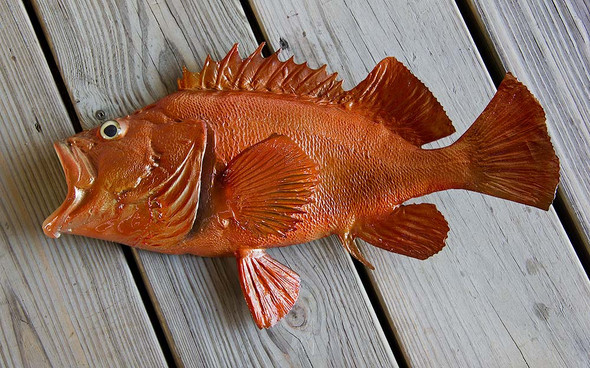 Acadian Redfish 18 inch half mount fiberglass fish replica