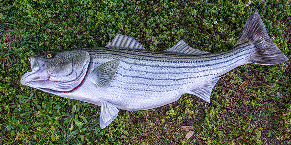 Striped Bass replica, Rockfish replica