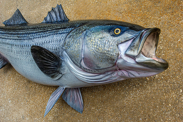 Striped Bass replica, Rockfish replica