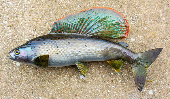 Arctic Grayling Fiberglass fish replica