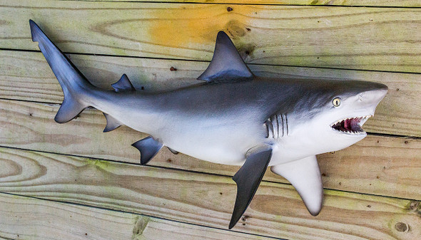 Bull Shark fiberglass fish replica