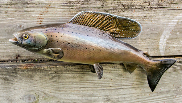 FRESHWATER - Salmon and Trout - Page 1 - The Fish Mount Store