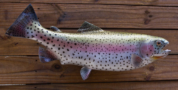 Rainbow Trout 22R inch fiberglass fish mount replica taxidermy