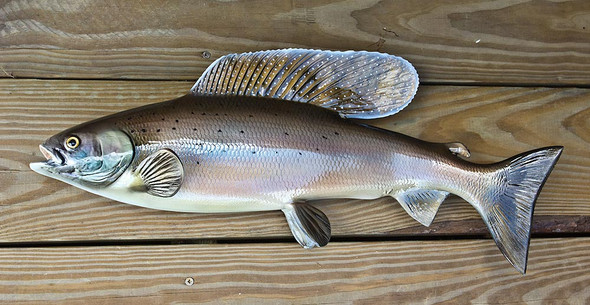 FRESHWATER - Salmon and Trout - Page 1 - The Fish Mount Store