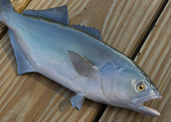 Bluefish fish replicas