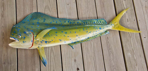 Mahi Mahi 48 inch Half Mount Fiberglass Fish Replica