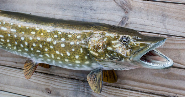 Northern Pike 38 inch fiberglass fish mount replica