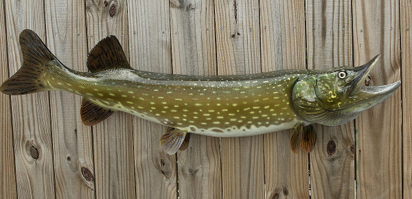 Northern Pike 47 inch fiberglass fish mount replica
