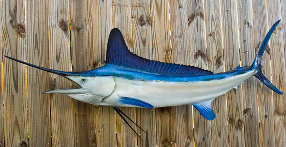 White Marlin 85L inch full mount fiberglass fish replica