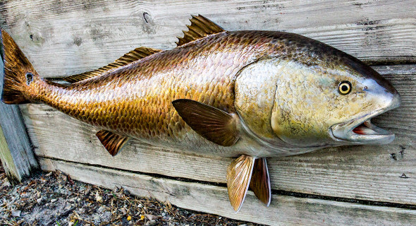 Redfish fiberglass fish replica