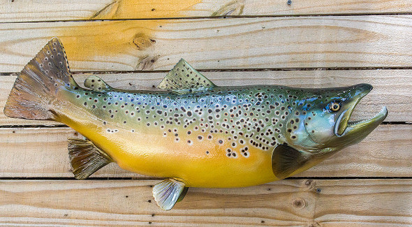 FRESHWATER - Salmon and Trout - Page 1 - The Fish Mount Store