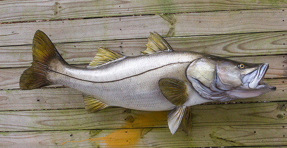 Snook fiberglass fish replica