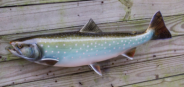 FRESHWATER - Salmon and Trout - Page 1 - The Fish Mount Store