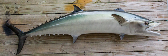 Kingfish, King Mackerel fiberglass fish replica