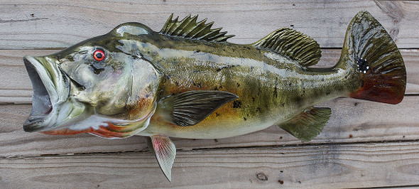 Peacock Bass fiberglass fish replica