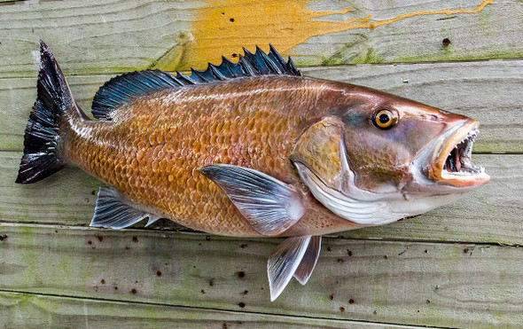 Mangrove Snapper fiberglass fish replica