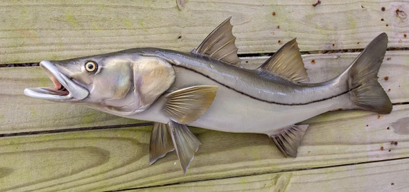 コレクション snook INSHORE COLLECTION - Snook - The Fish Mount Store