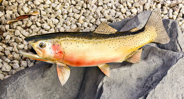 FRESHWATER - Salmon and Trout - Page 1 - The Fish Mount Store