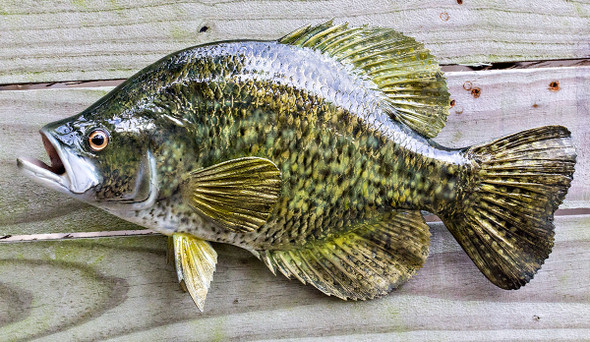 Crappie, Speck, Speckled Perch fiberglass fish replica