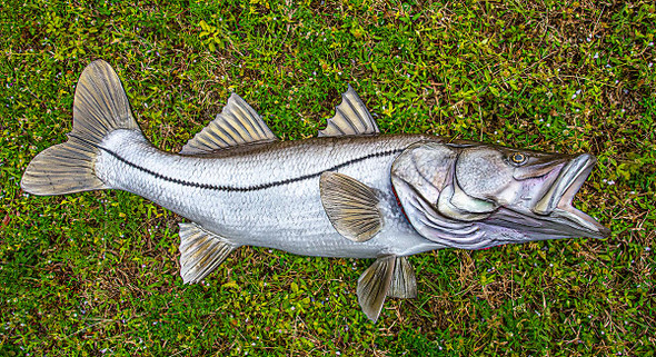 コレクション snook INSHORE COLLECTION - Snook - The Fish Mount Store