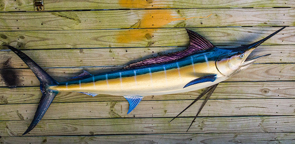 Blue Marlin fiberglass fish replica