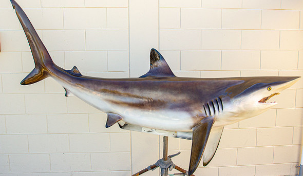 Blacktip Shark fiberglass fish replica