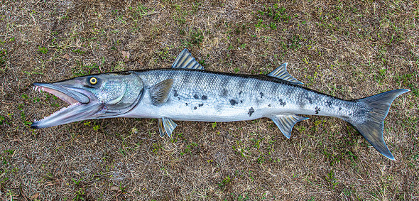 Barracuda fiberglass fish mount replica