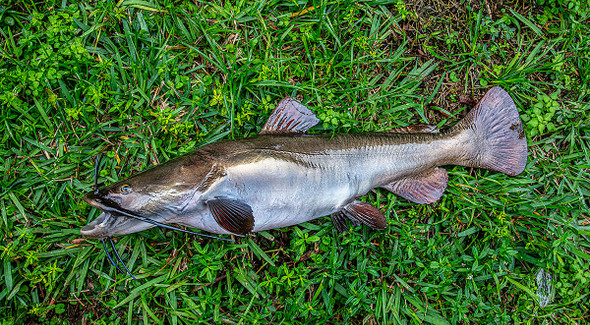 Flathead Catfish fiberglass fish replica mount