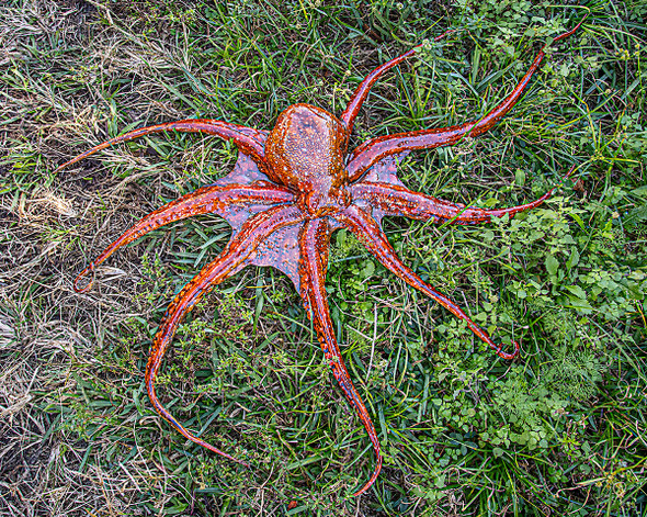Octopus half side replica mount