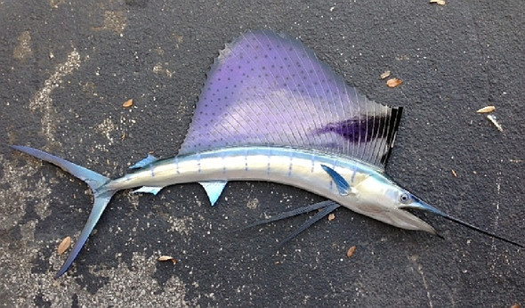Sailfish fiberglass fish replica