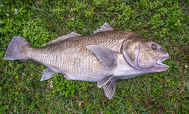 Black Drum fiberglass fish replica