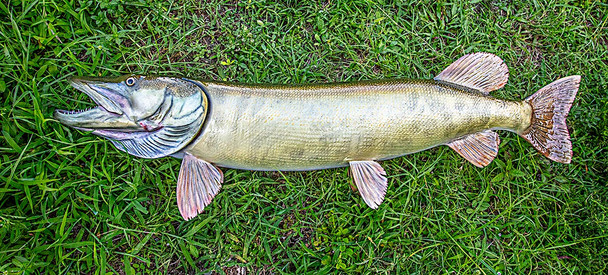 Muskellunge fiberglass fish replica