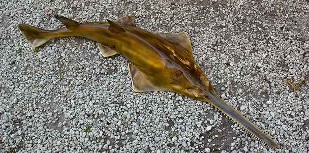 Sawfish fiberglass fish replica