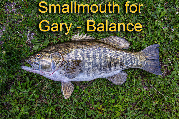 Smallmouth for Gary - Balance