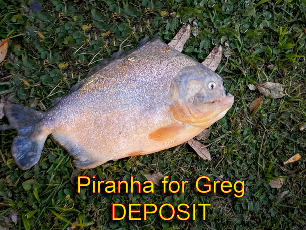Piranha for Greg - DEPOSIT