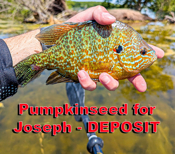 Pumpkinseed for Joseph - Deposit