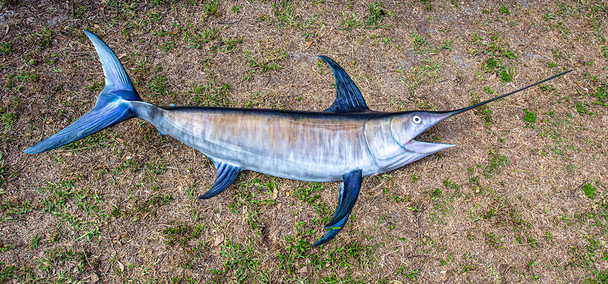 Swordfish fiberglass fish replica