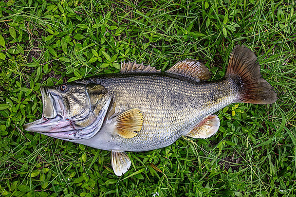 Largemouth Bass fiberglass fish replica
