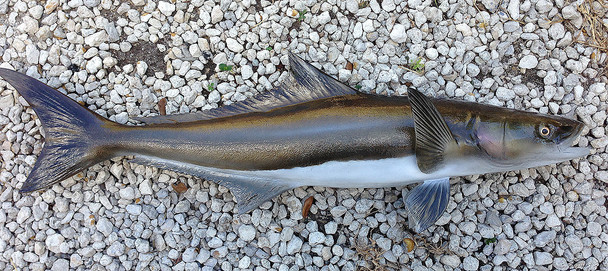 Cobia, Ling, lemonfish fiberglass fish replica