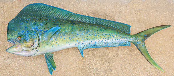 Mahi Mahi, Dolphin, Dorado fiberglass fish replica