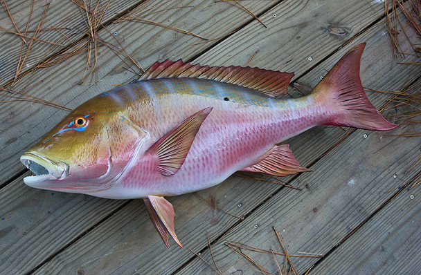 Mutton Snapper fiberglass fish replica