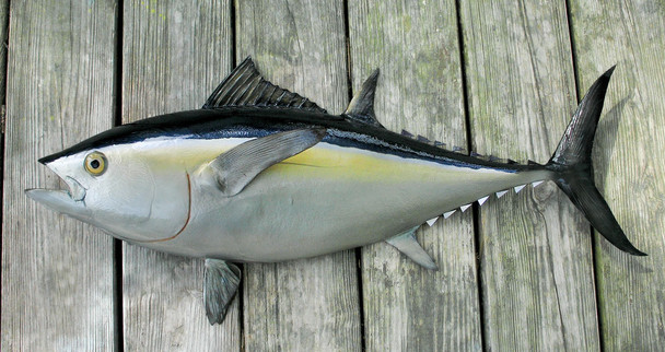 Blackfin Tuna fiberglass fish replica