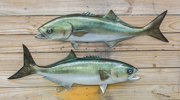 Bluefish fiberglass fish replica