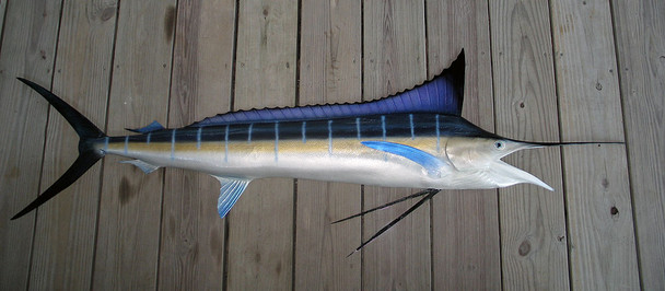 Blue Marlin 74R inch half mount fiberglass fish replica