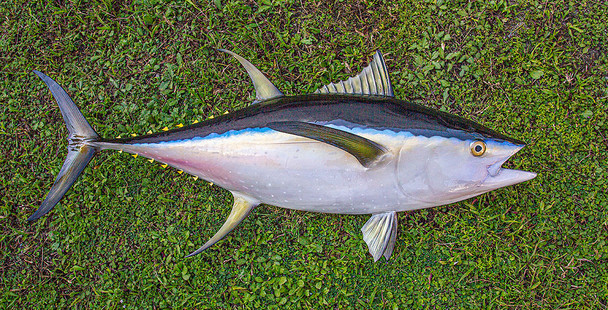 Yellowfin Tuna fiberglass fish replica