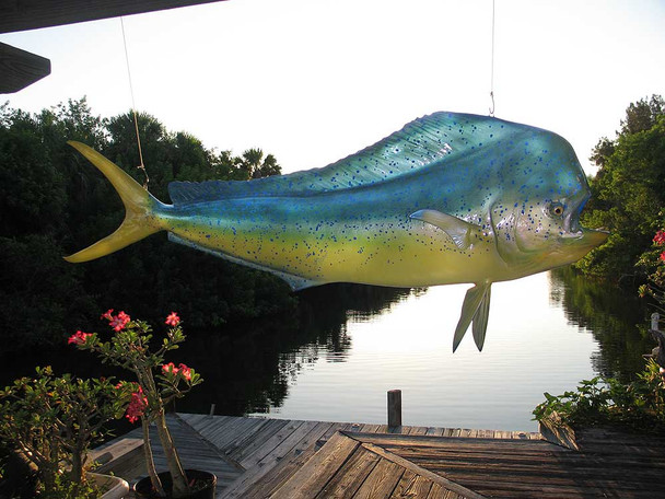 Mahi Mahi 72 Full Mount Both Sides Hanging Display Fiberglass Fish Replica