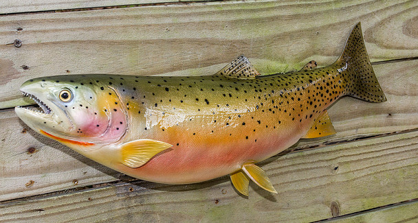 Cutthroat Trout fiberglass fish replica